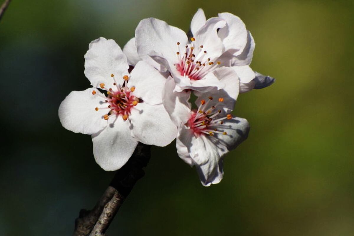 Ciruelo en flor. (Wikipedia)