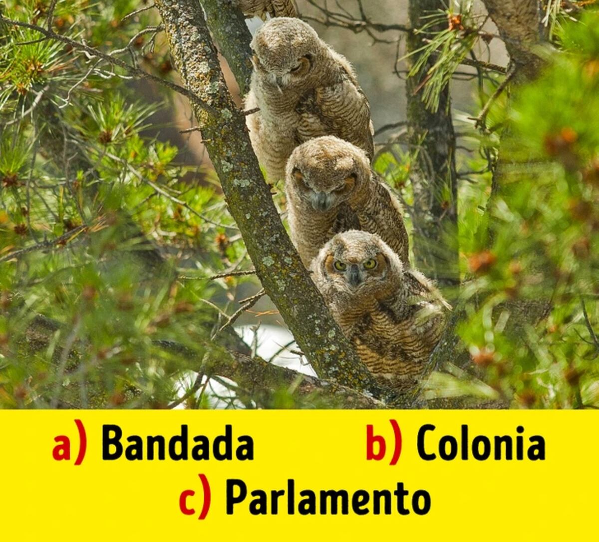 La solución del reto.