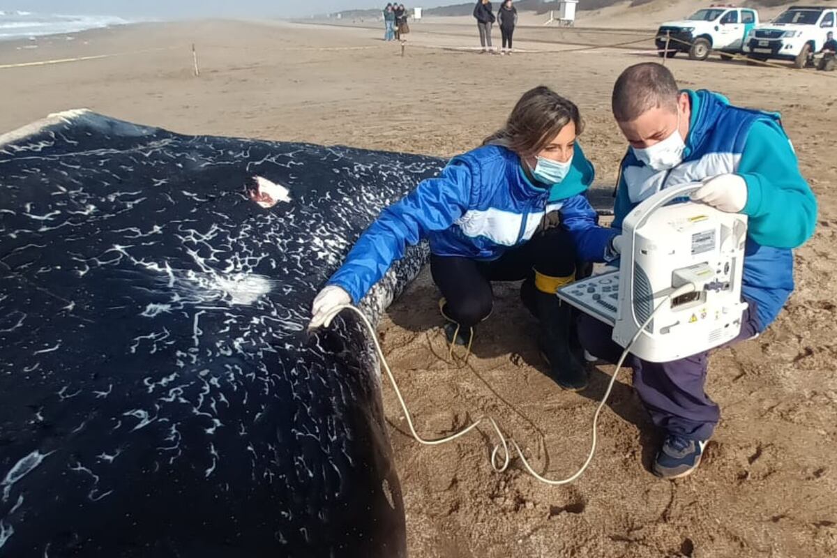 Preocupación por la aparición de tres ballenas muertas en menos de 15 días: qué dicen los expertos. (Fundación Mundo Marino)