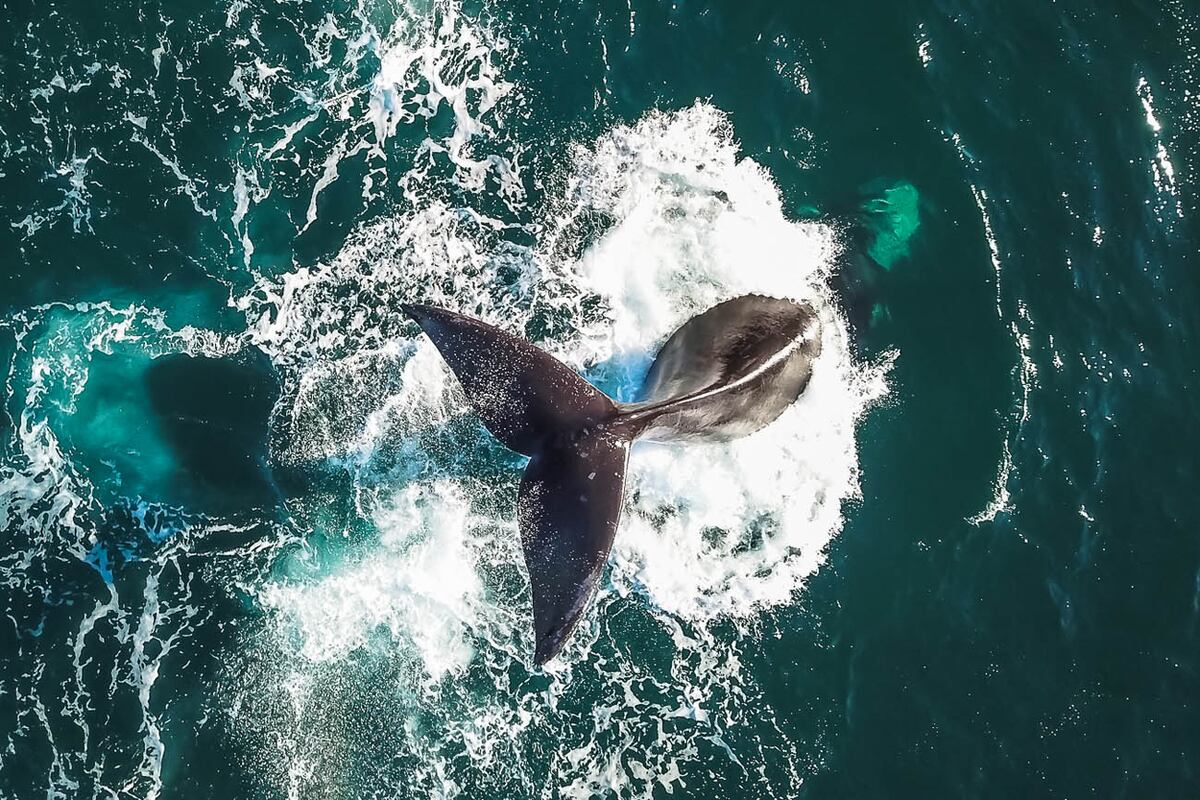 Fauna marina en Chubut.