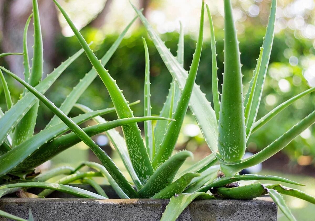 Jardinería de verano: las plantas que resisten el calor extremo y la falta de agua