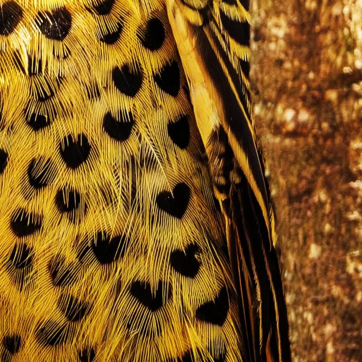 El pájaro carpintero con manchitas en forma de corazón. (Felipe Andreucci)
