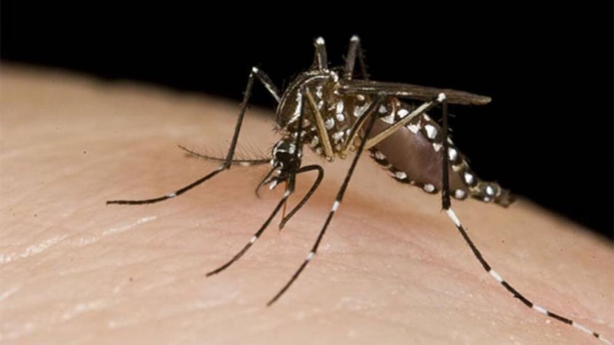El mosquito Aedes Aegypti transmite el dengue.