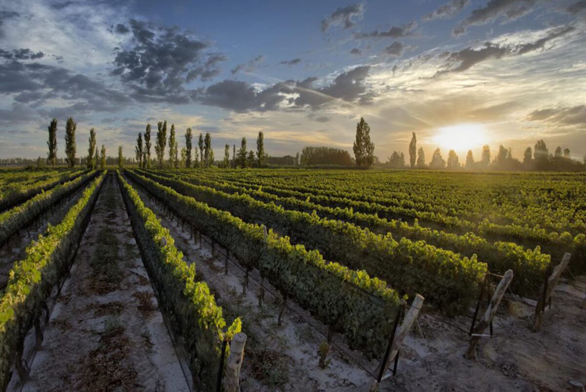 Bodega Dante Robino, en Mendoza. (Foto: Dante Robino).