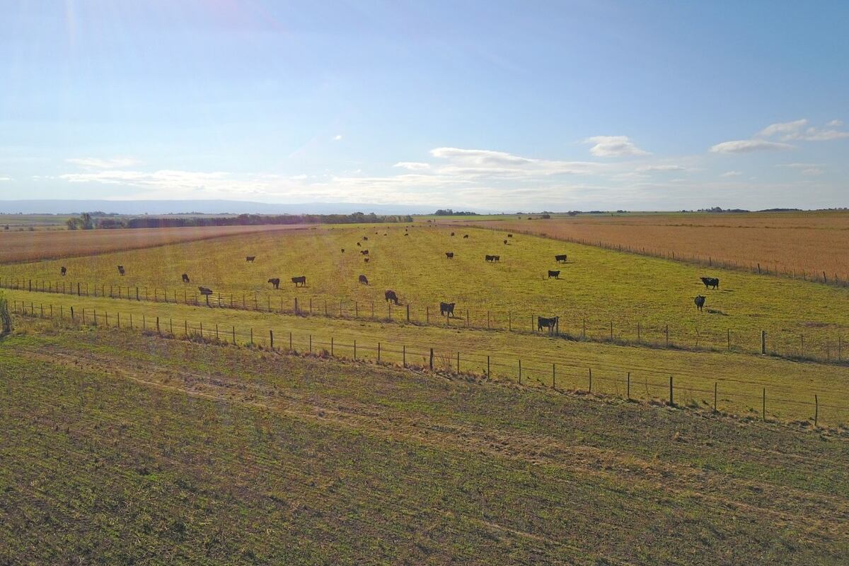 Los sensores instalados en el campo experimental de la UNRC no son solo para agricultura sino también para mejorar la producción ganadera. (Universidad Nacional de Río Cuarto)