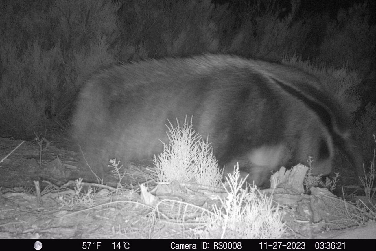 Un oso hormiguero apareció en Ansenuza. (La Voz)
