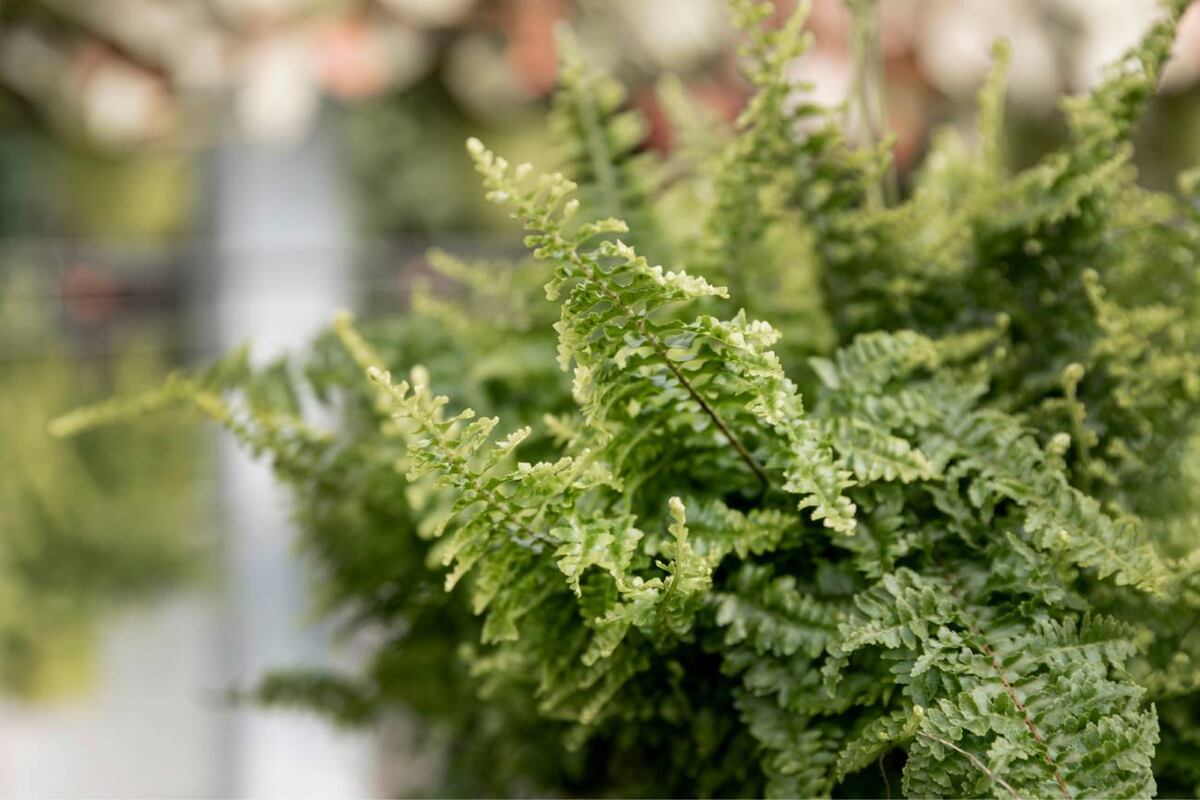 El helecho, una planta decorativa. (Freepik)