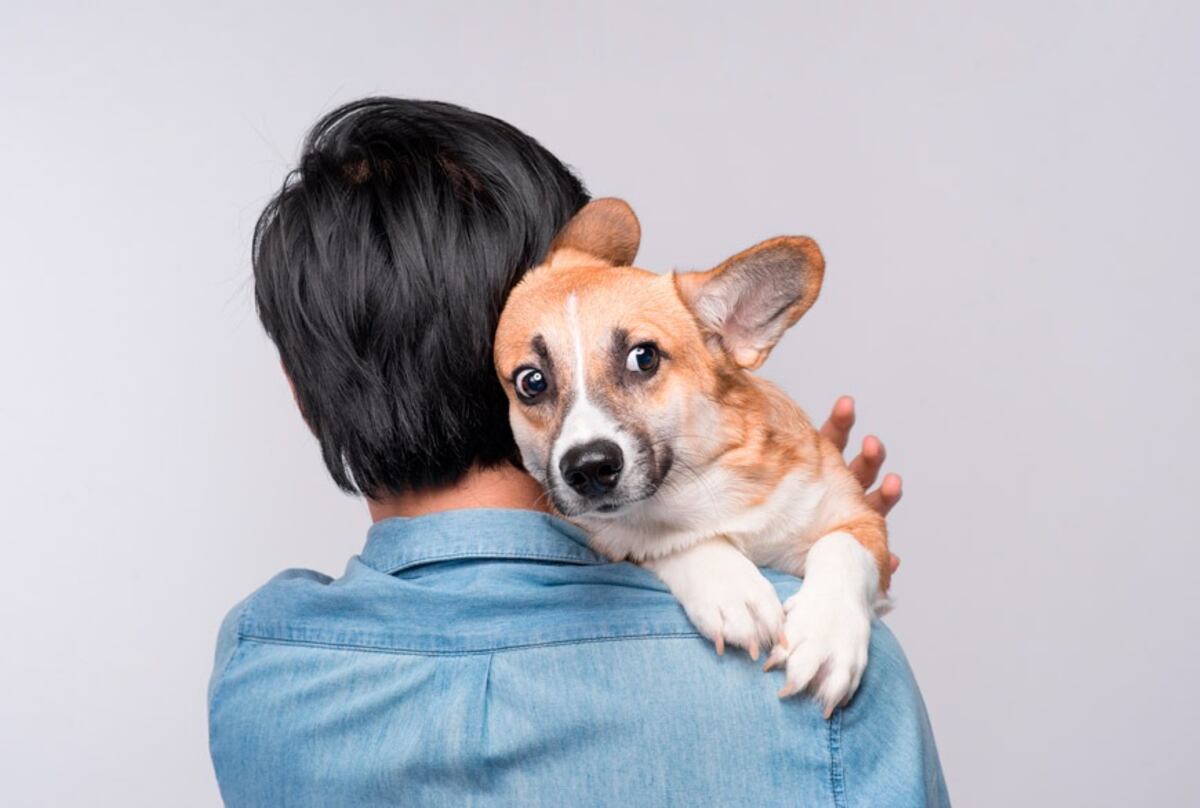 El gesto humano que puede incomodar a tu mascota: por qué los expertos desaconsejan abrazar a los perros