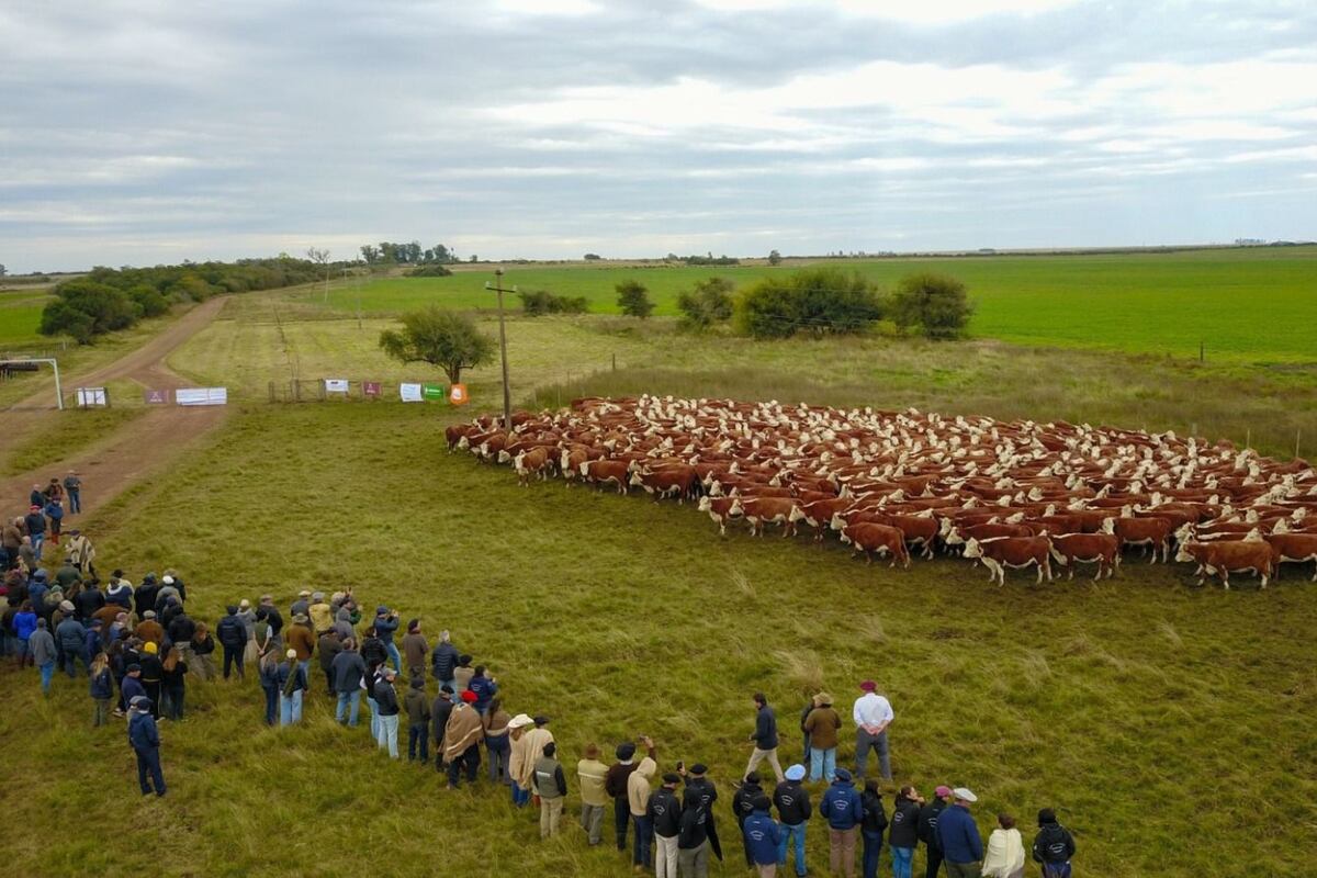 Gira Hereford 2025