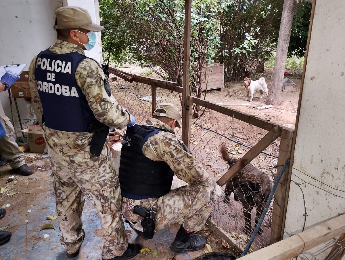 Los animales rescatados. (Policía)