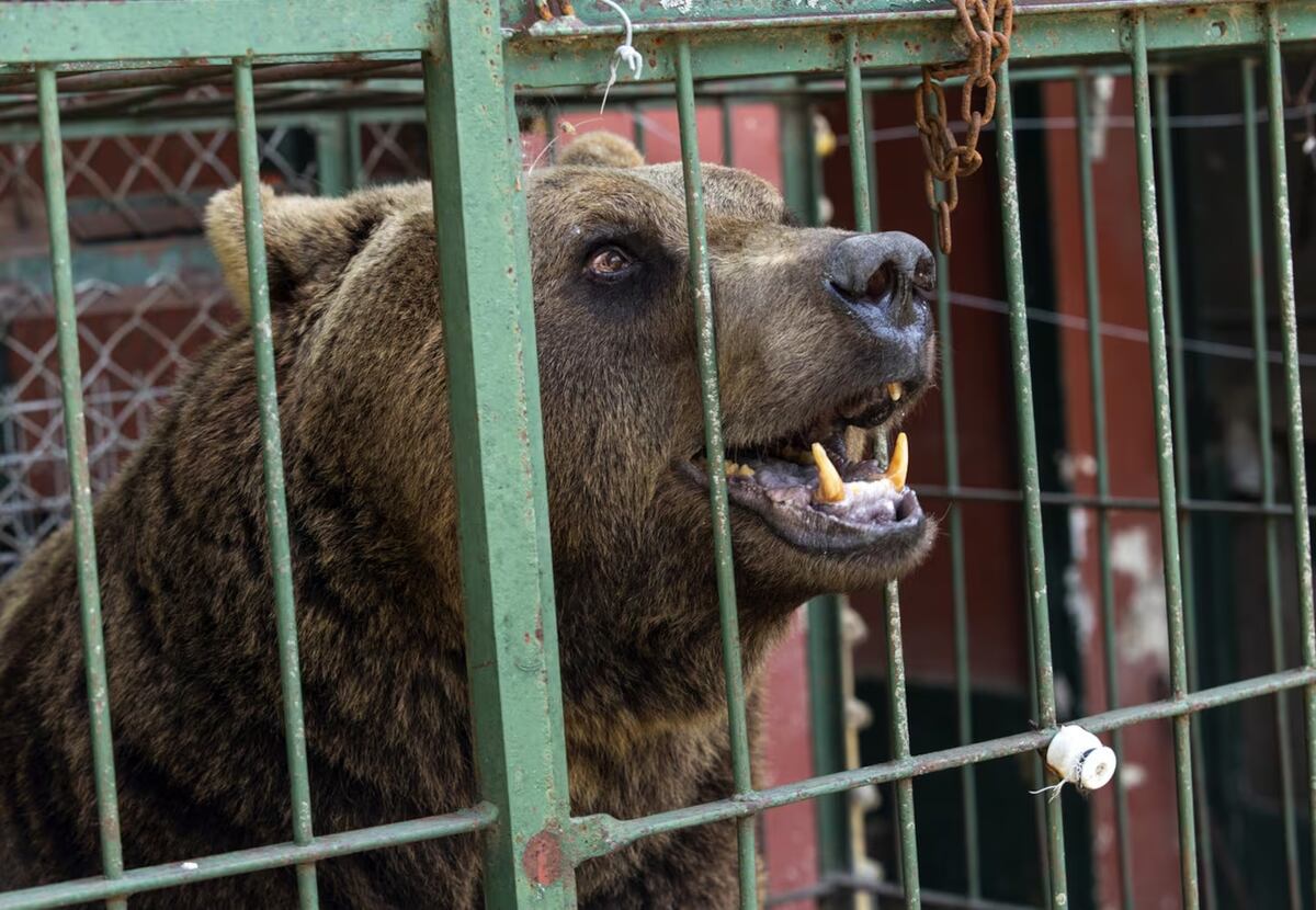 Rescatan a más de 60 animales del exzoológico de Luján. (Gentileza Four Paws)