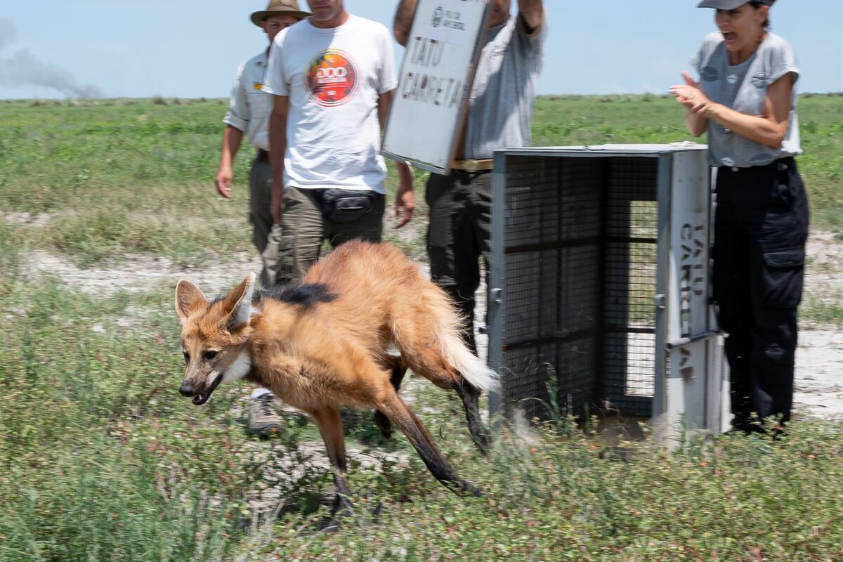 Córdoba. Tras meses de rehabilitación, fue liberado un aguará guazú en Córdoba. (Gobierno de Córdoba)