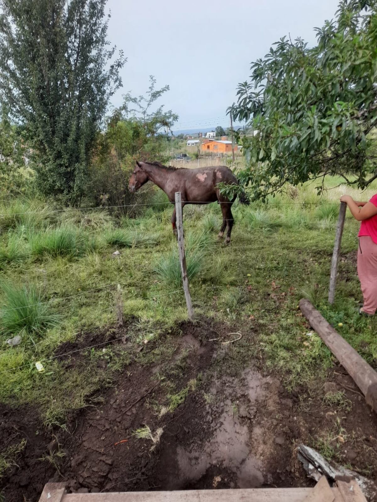 El animal fue rescatado en buen estado de salud