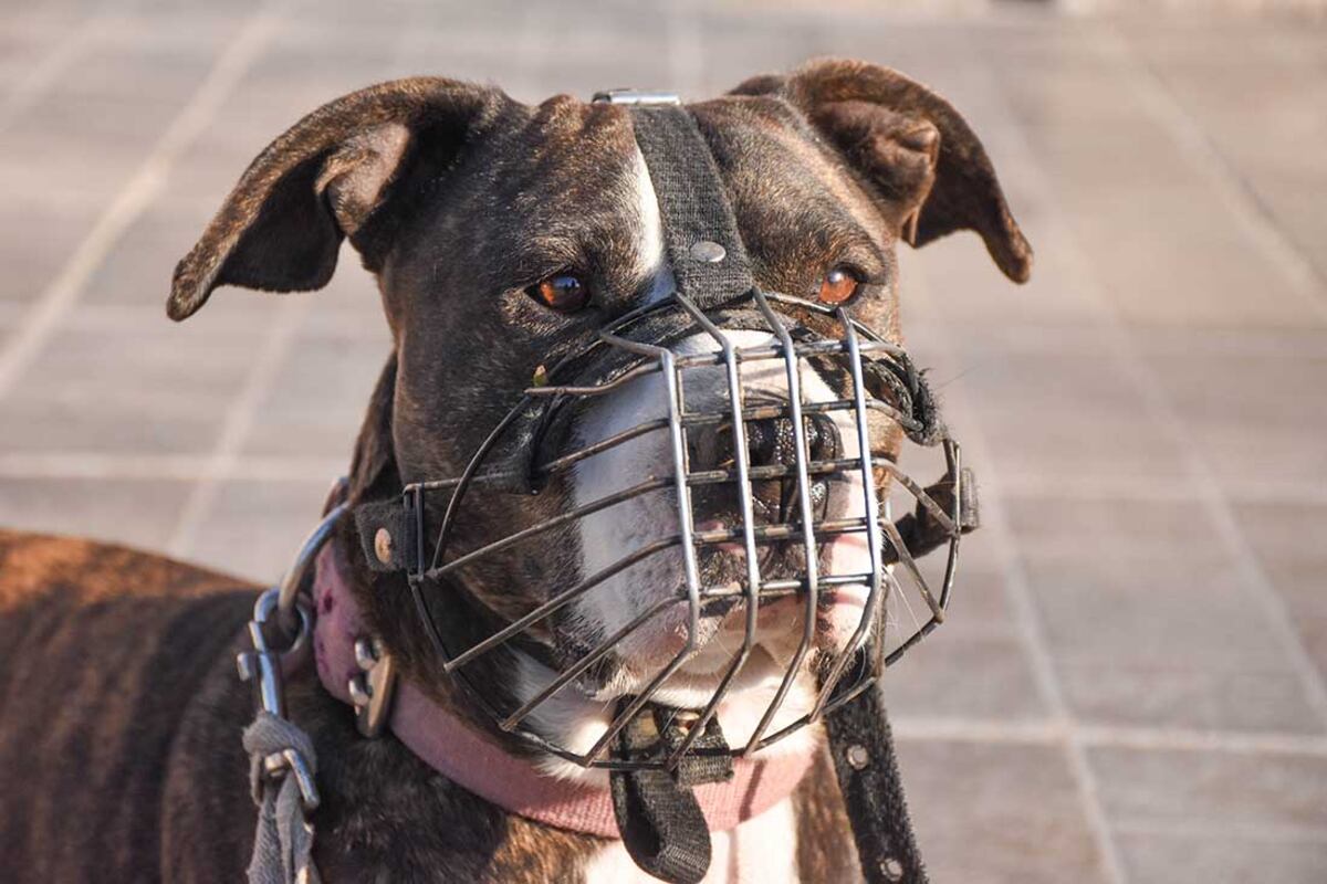 Perros peligrosos: se suceden normas y debates, pero los casos de agresiones siguen.