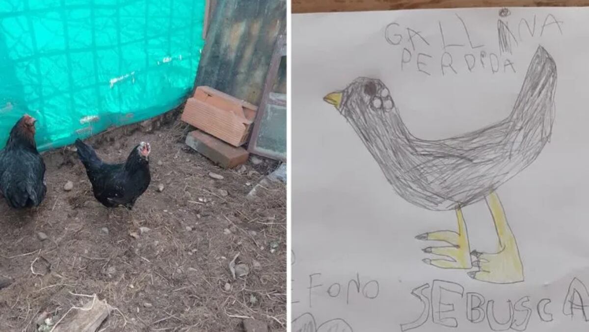 Clarita recuperó a su gallina gracias a los dibujos que hizo y repartió en su barrio.