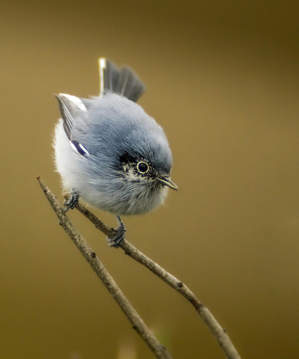 Aves de Córdoba. La tacuarita azul. (Guillermo Galliano)