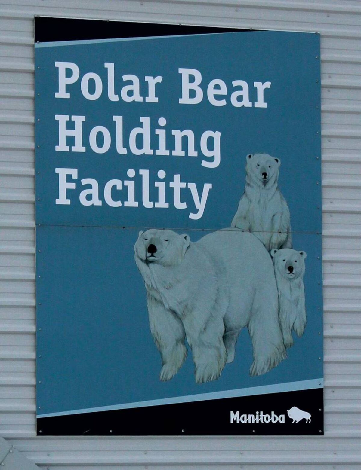 La “cárcel de los osos polares”: el centro en Canadá que busca salvar a humanos y animales.