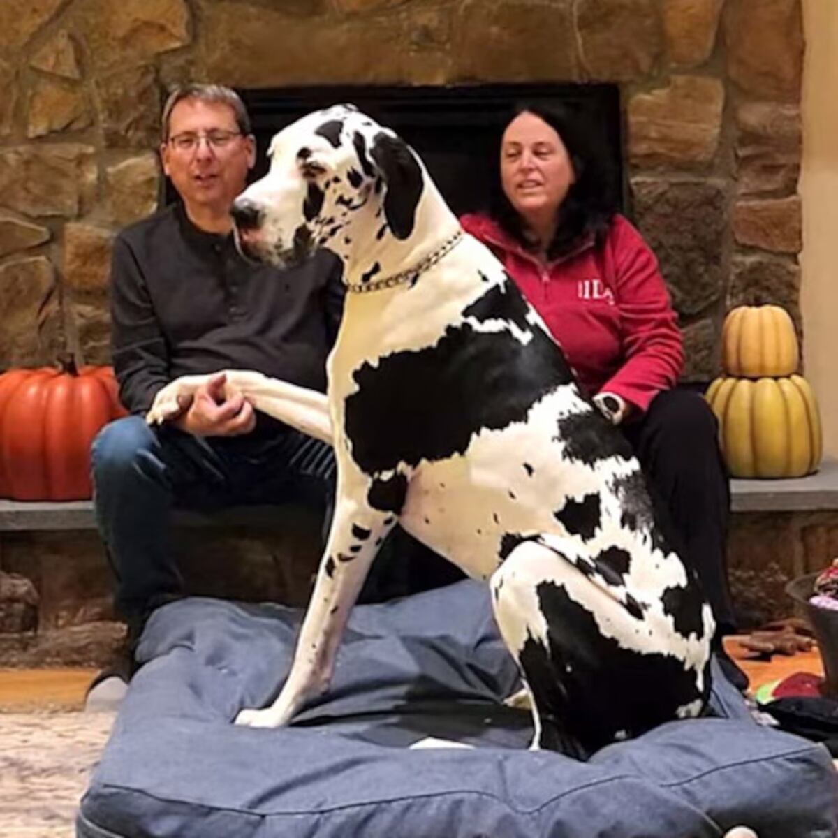 Minnie, la gigante gentil: la Gran Danés que hizo historia como la perra más alta del mundo