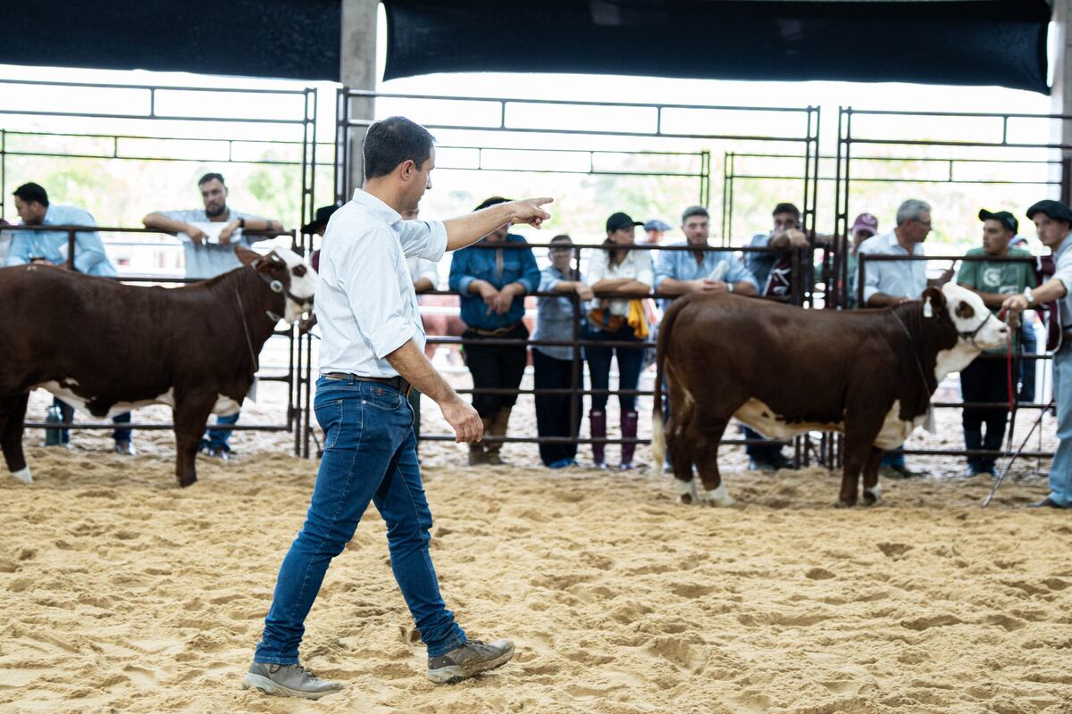 LA NACIONAL. Gastón García, jurado de la raza Braford, en la pista de la Sociedad Rural de Corrientes. (Gentileza Expoagro)