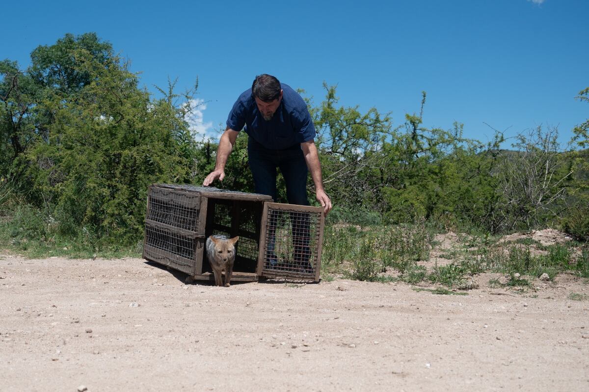 Ya están en su hábitat natural un gato montés, un zorro gris, cuatro jotes cabeza negra, tres cardenales copete rojo, un pepitero de collar, una corbatita común y dos comadrejas.