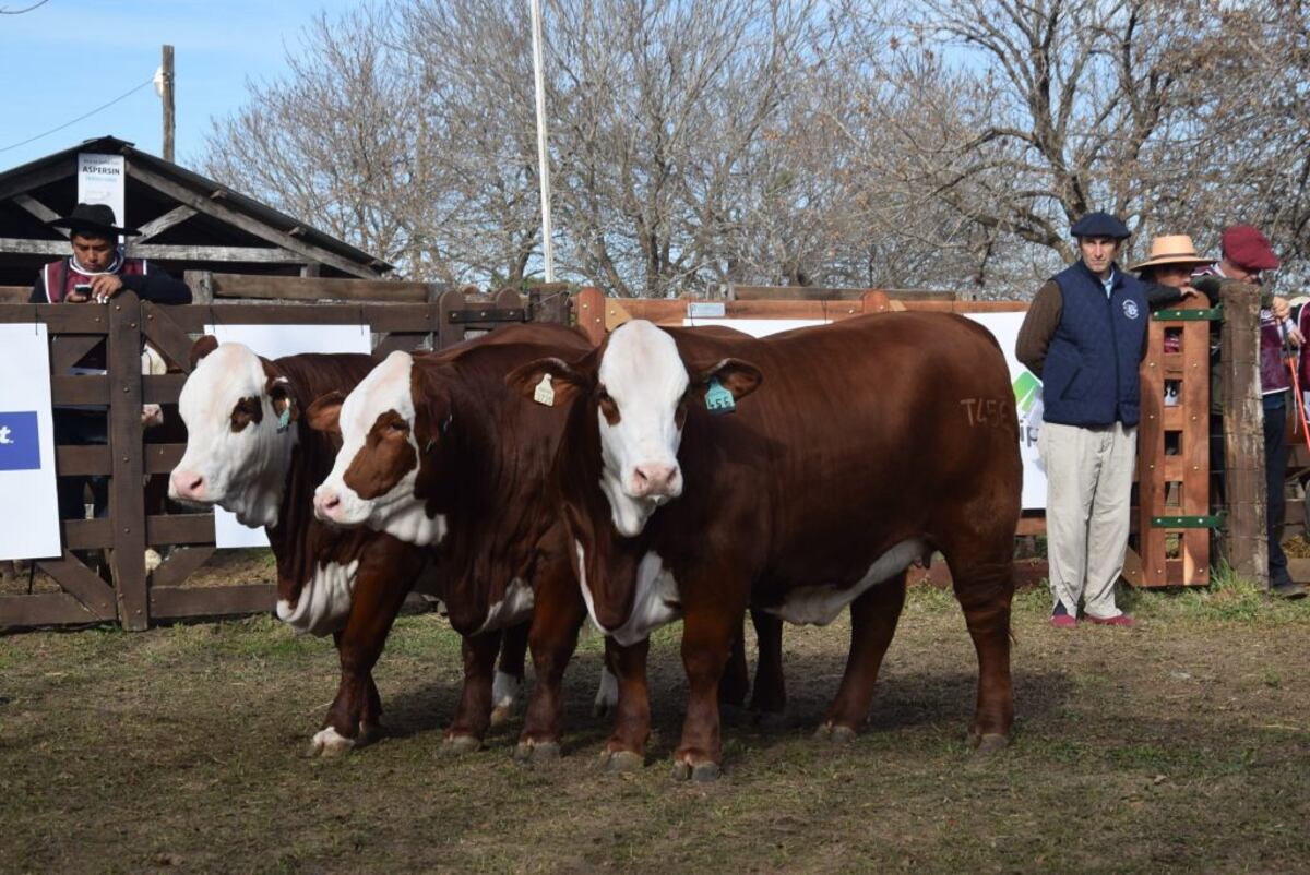 CAMPEÓN CONJUNTO. Los Braford de la cabaña La Dominga brillaron en la expo internacional en Corrientes. (Prensa Expoagro)
