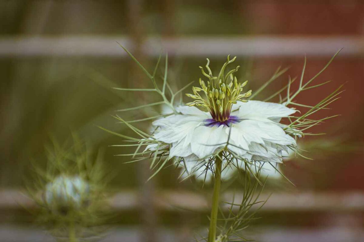 Planta de Nigella sativa. Los sépalos de las flores, mucho más grandes y coloreados que los pétalos, son de color azulado pálido. (Unsplash)