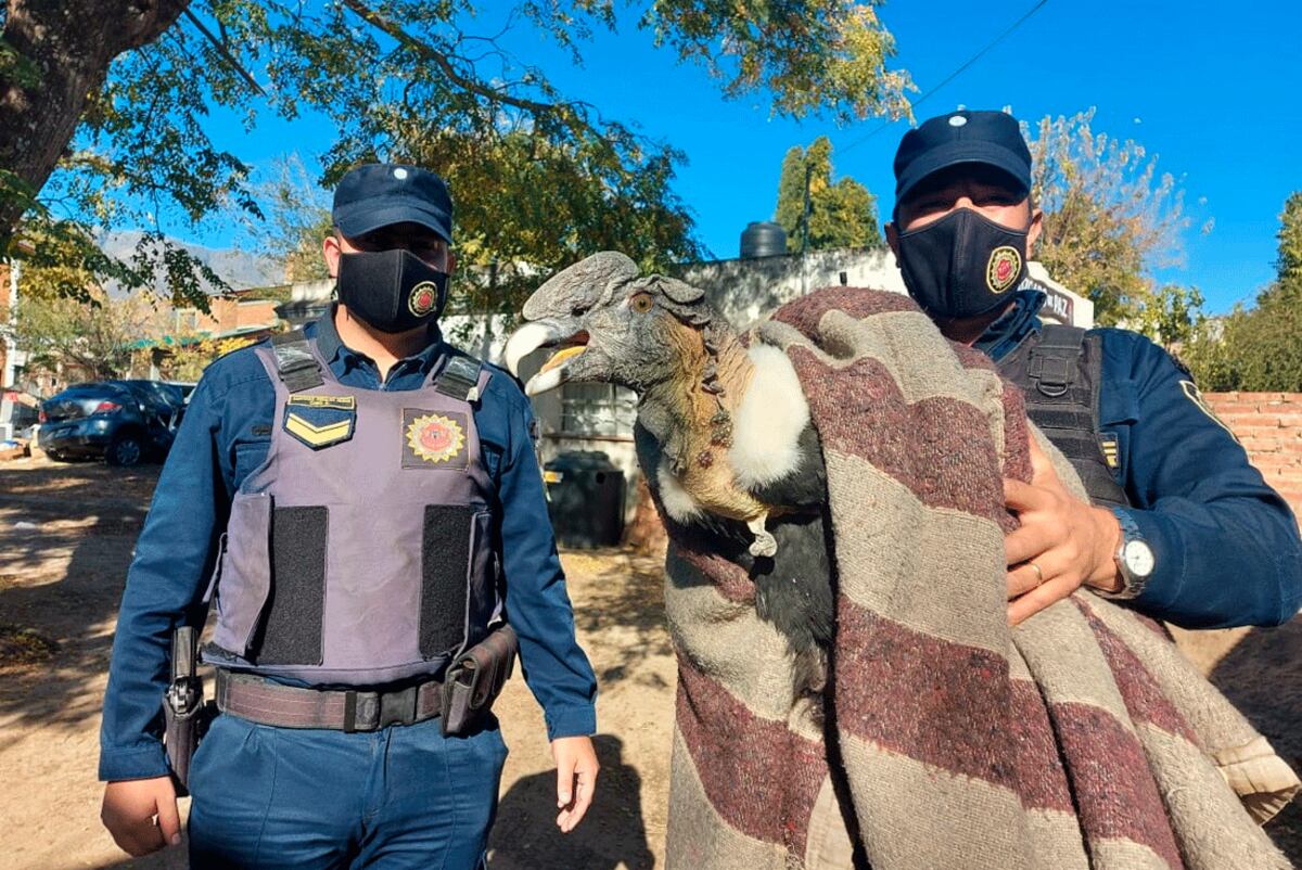 Rescate. El cóndor que se encontraba herido en una de sus patas. (Policía de Córdoba)
