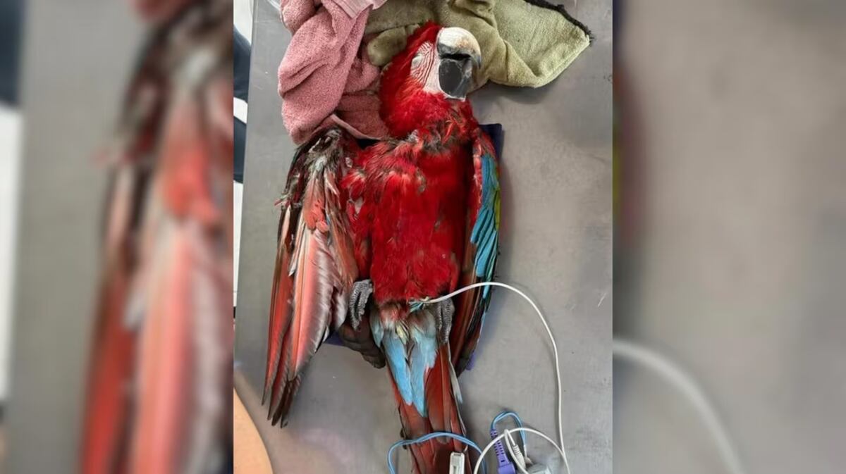 “Charrúa”: mataron a un guacamayo rojo, especie protegida, con una gomera (Agencia Noticias Argentinas / Rewilding Argentina)