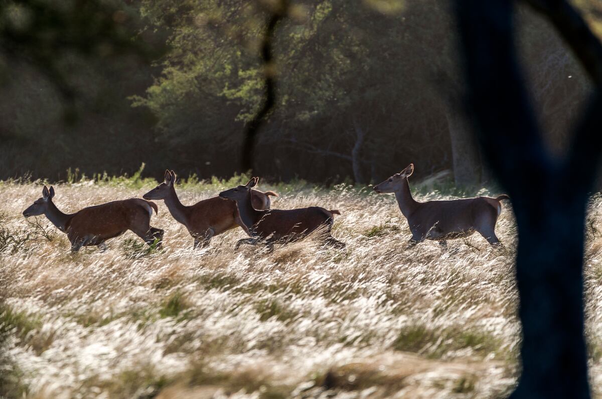Los pequeños ciervos nacen en primavera cuando el clima es benigno y hay abundante comida. (Gentileza: Mario Rodríguez)
