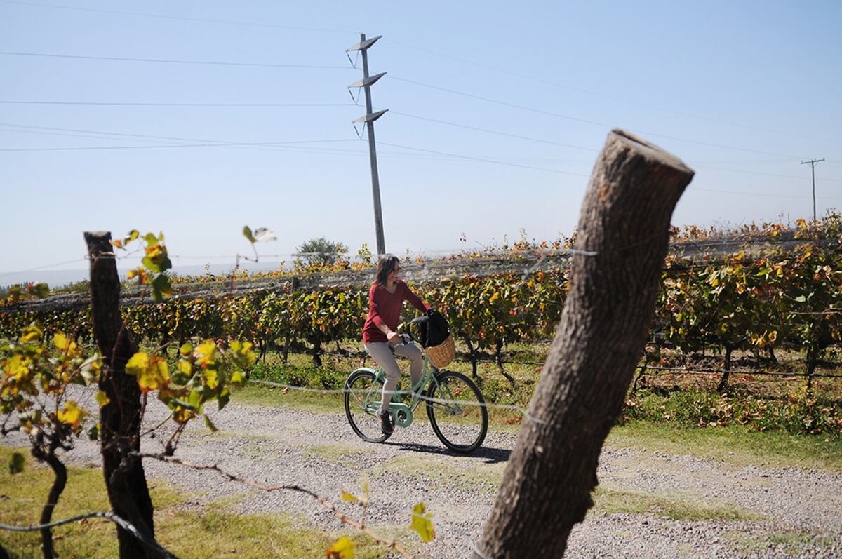 Un recorrido por los mejores viñedos y bodegas de la Argentina, para el Día del Vino. (Foto: Javier Ferreyra)