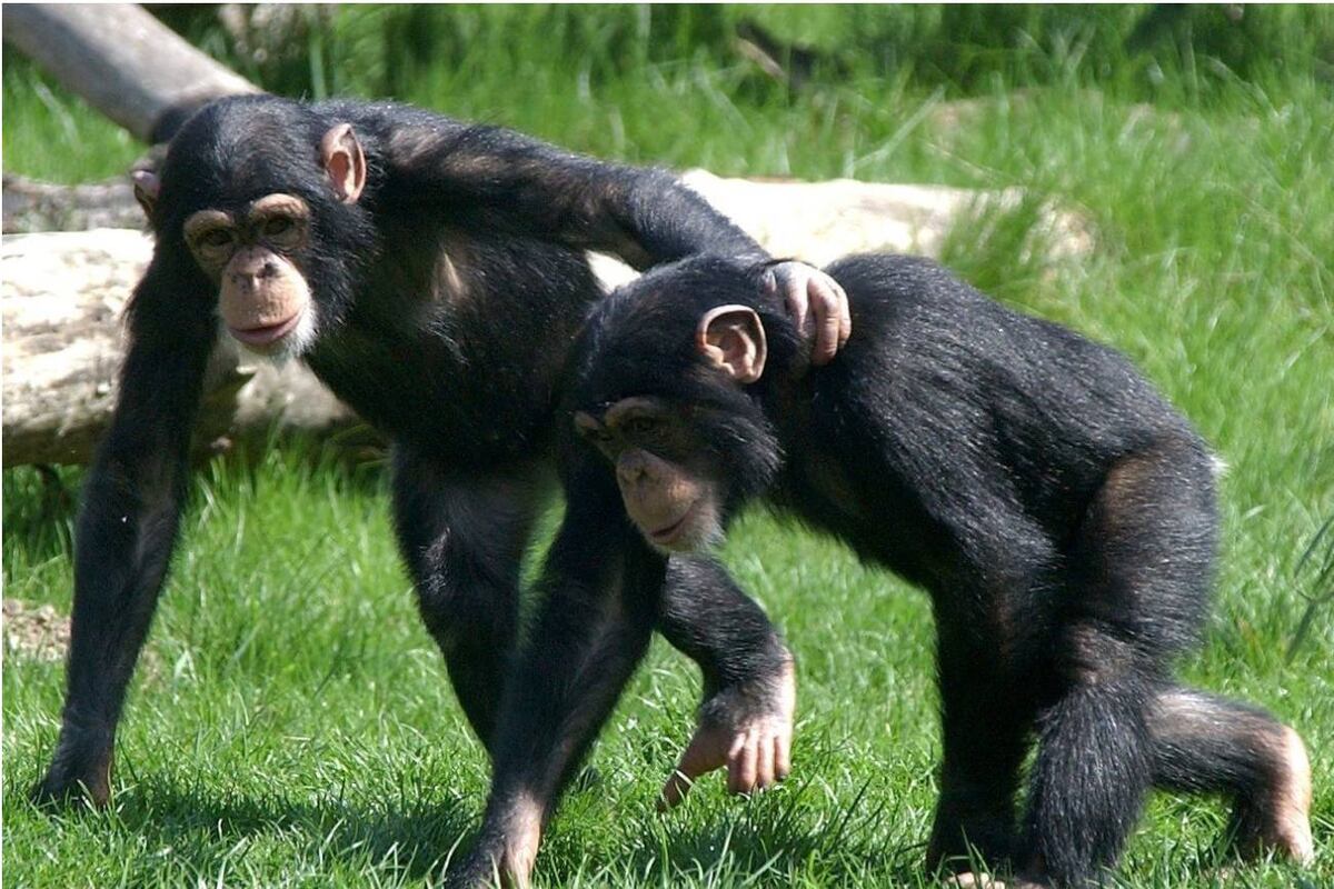 Los animales también pueden entablar amistades entre sí. (Peter Endig/DPA)