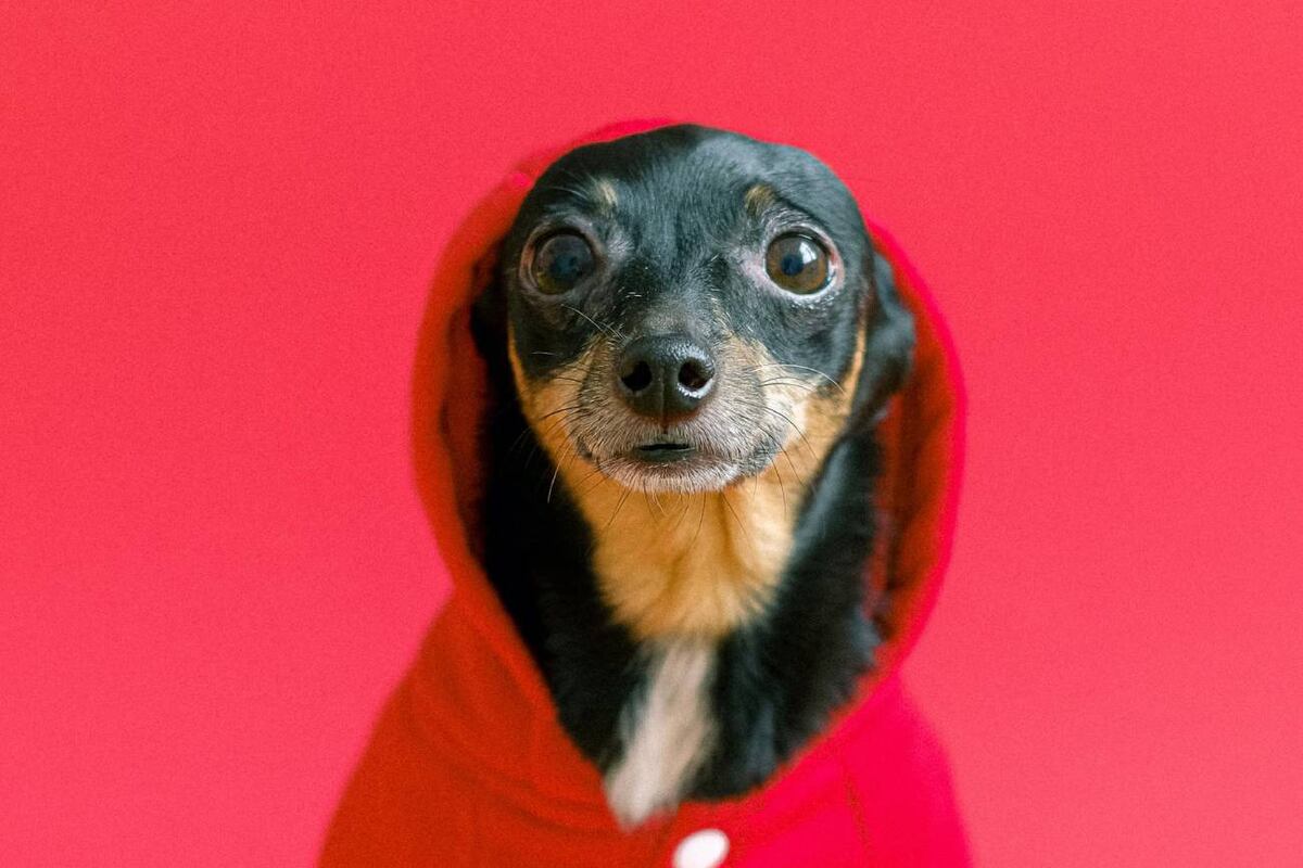 La razón por la cual los perros miran fijamente a sus humanos. (Pexels)