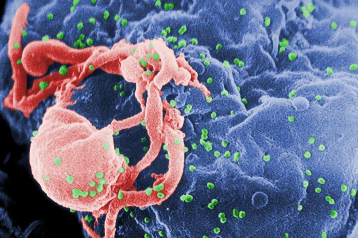 Así se defiende el sistema inmunitario de los gusanos y los parásitos intestinales
