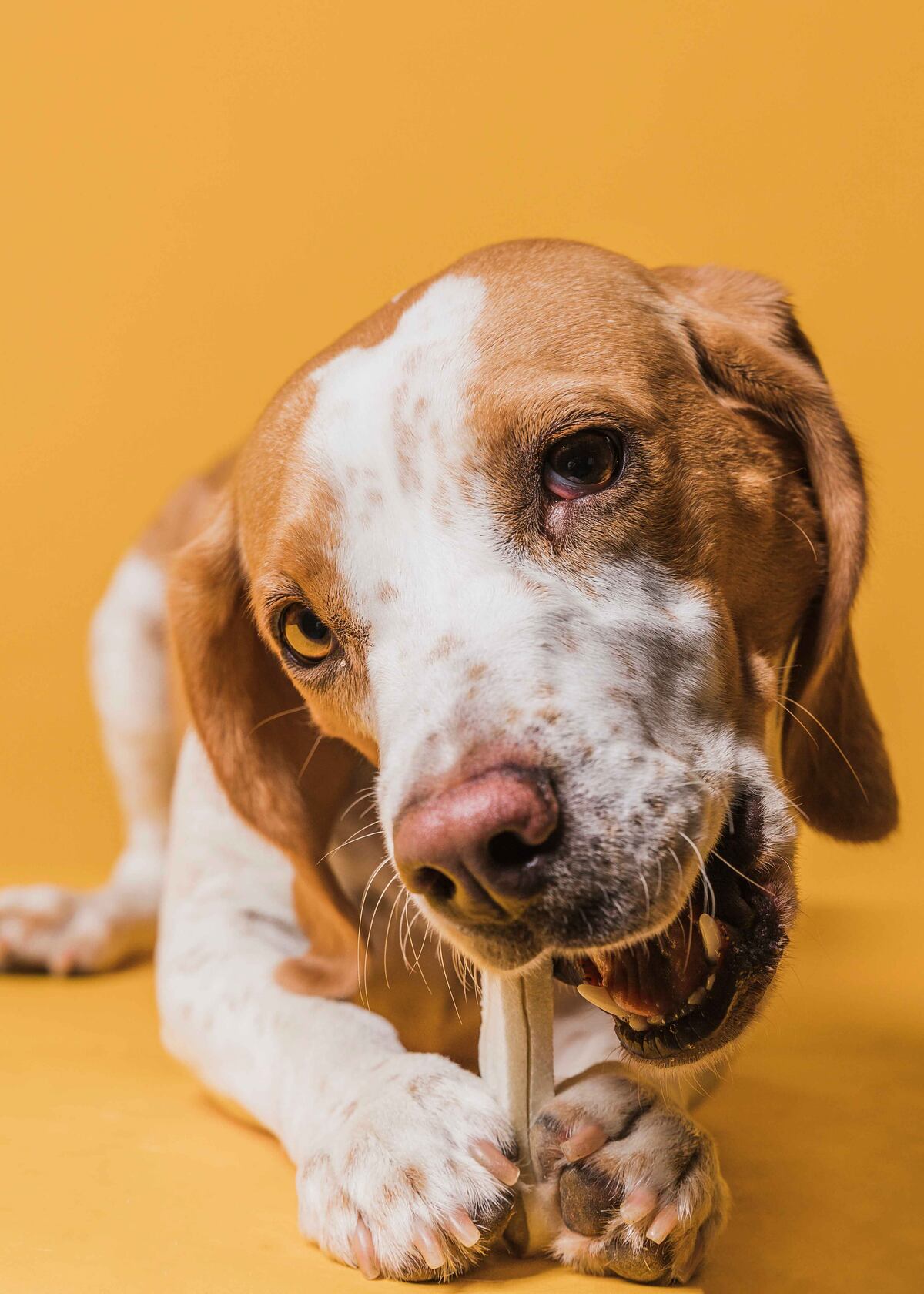 La Navidad es una temporada que se comparte con amigos y familiares rodeados de comida y bebida, una experiencia que, en muchos hogares, también se vive con mascotas. (Freepik)