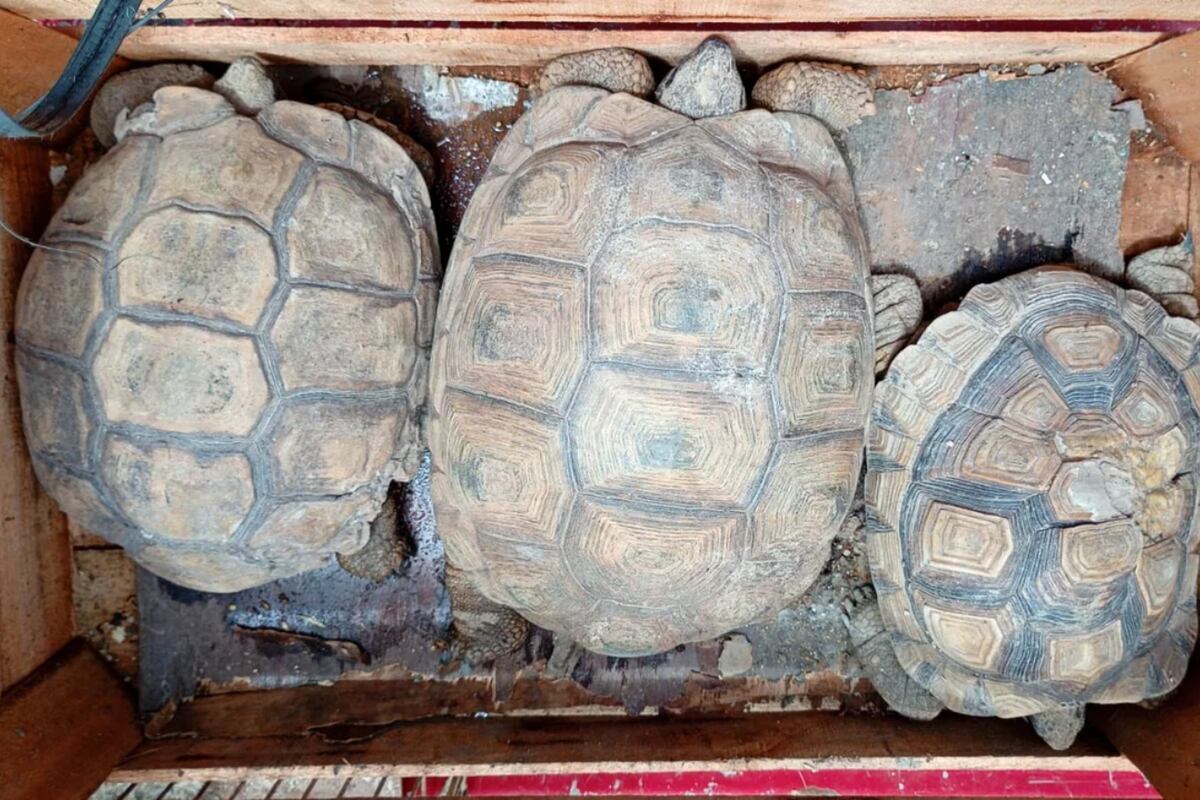 Córdoba: rescataron a 41 animales silvestres en allanamientos y los llevaron a Tatú Carreta. (Foto: gentileza)