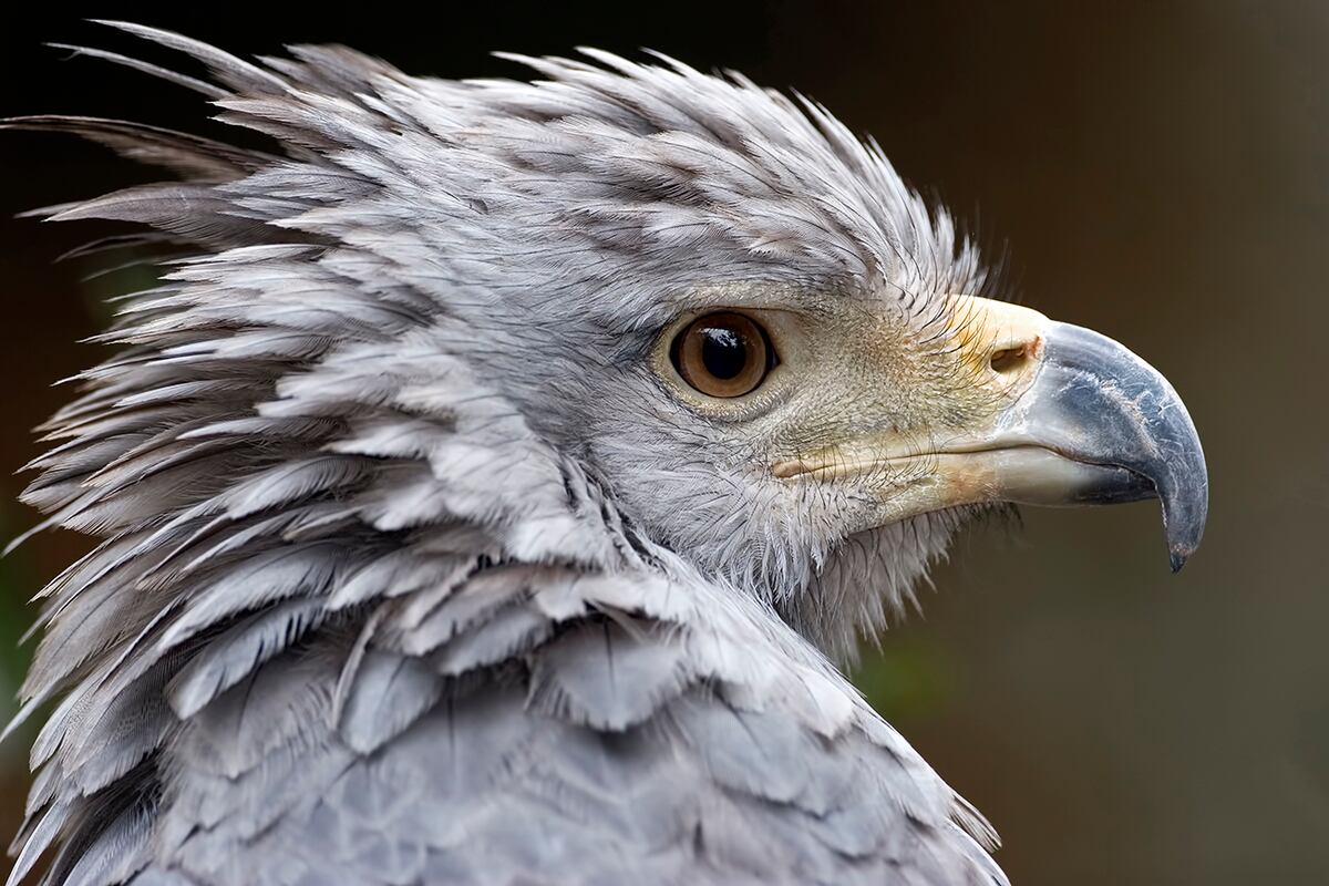 Águila coronada, ave del Parque Nacional Traslasierra. (Gentileza Aves Argentinas)