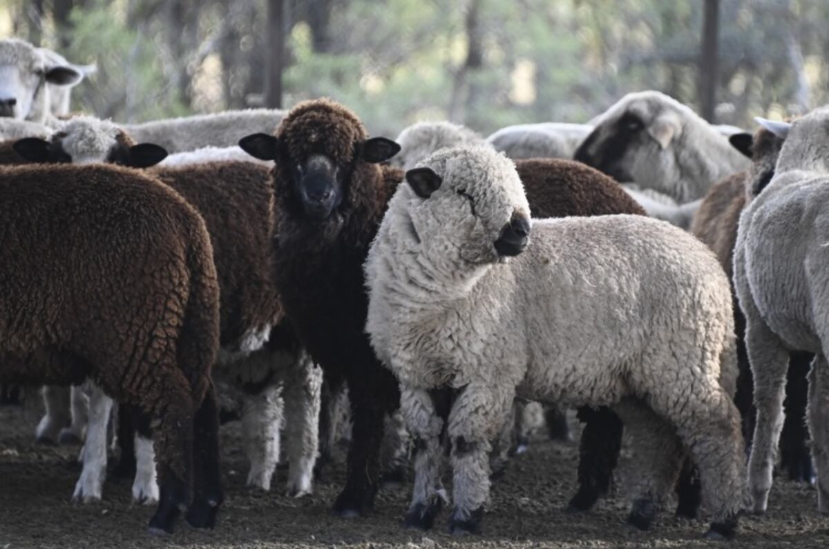 Con un salto del 19% interanual, la carne ovina se consolida como uno de los motores exportadores más dinámicos de la Patagonia. (Gentileza Secretaría de Agricultura, Ganaderia y Pesca)