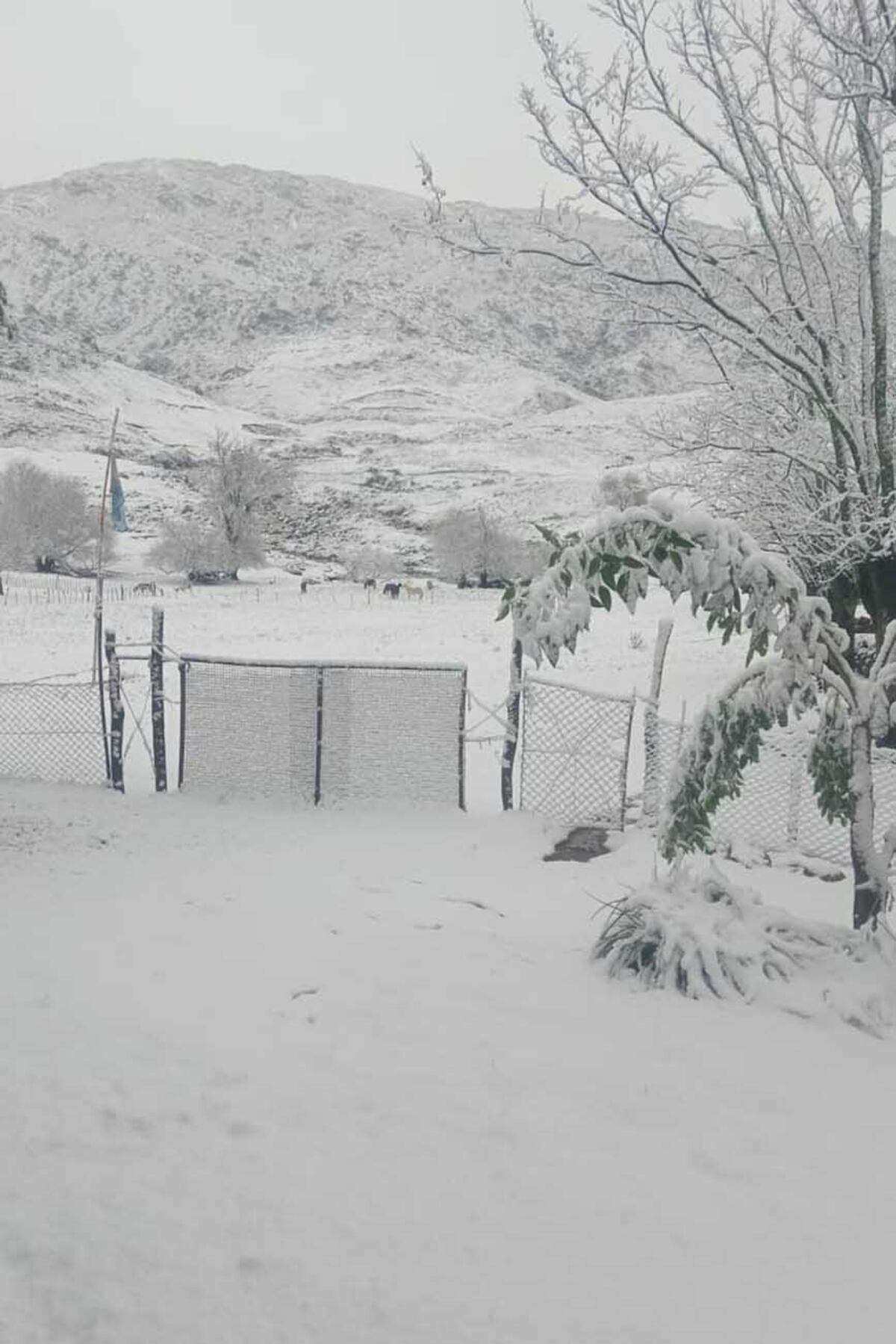 Nieve en La Cumbrecita, ayer. Campo Merlo. Gentileza Aldo Merlo