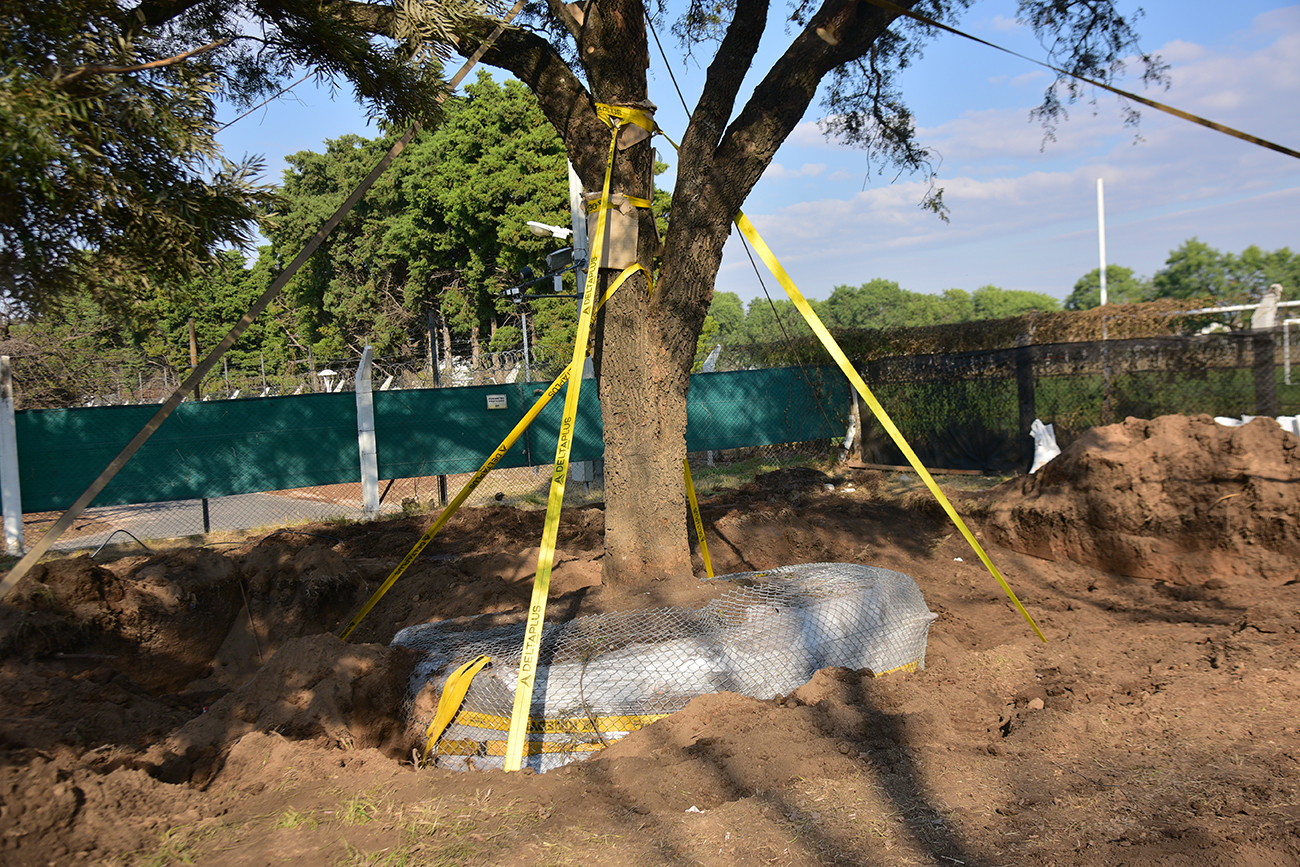 El árbol en su nuevo lugar. (Foto: Pedro Castillo / La Voz)