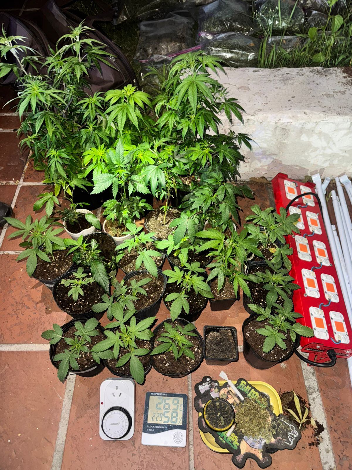 Operativo. En el lugar había 69 plantas de cannabis y 54 bolsas con picadura de marihuana. (Policía de Córdoba)