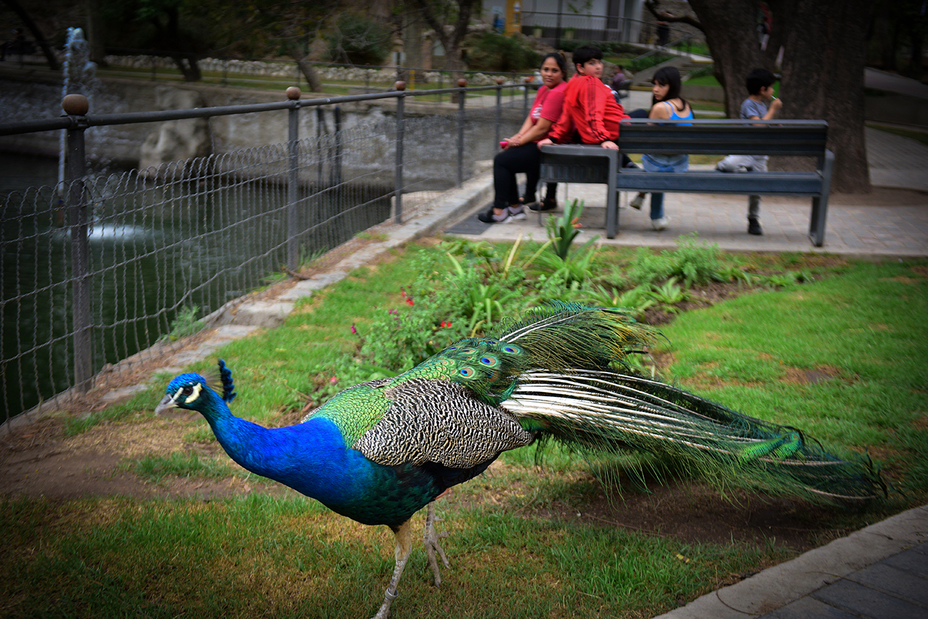 Los pavos reales andan sueltos por el Parque de la Biodiversidad (José Gabriel Hernández / La Voz).