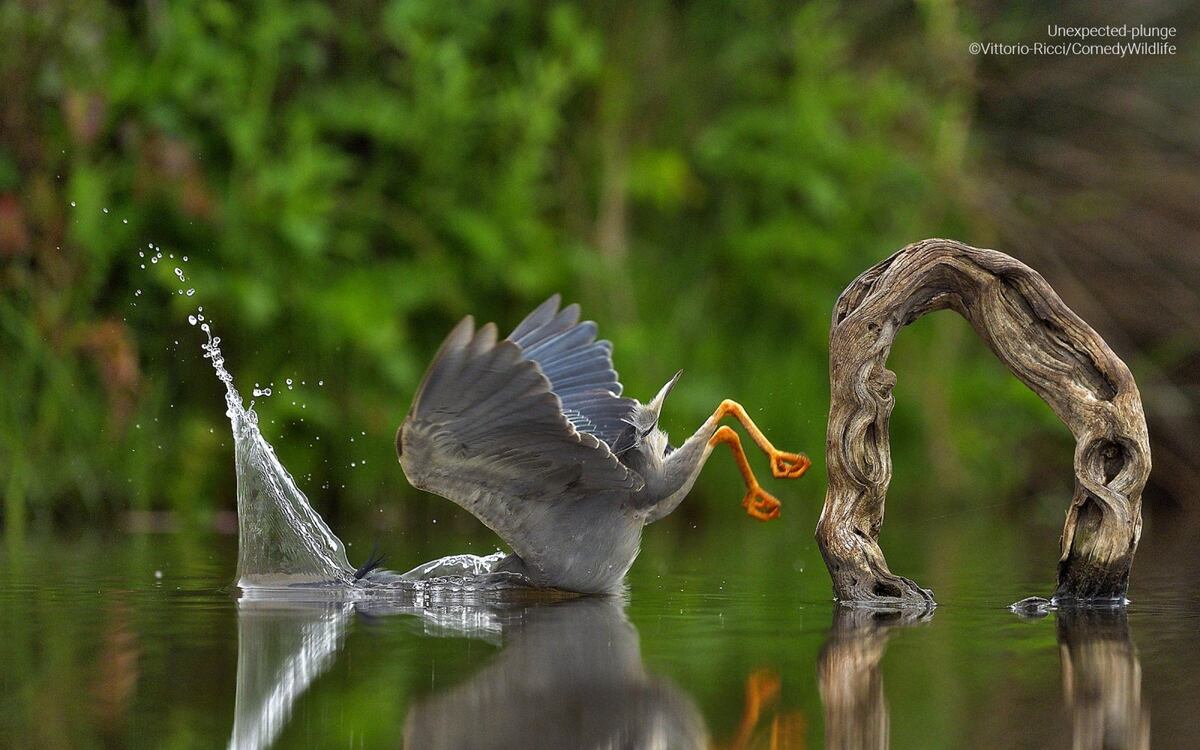 Las fotos finalistas del Comedy Wildlife Photography Awards 2023.