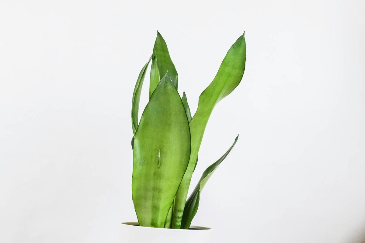Sansevieria trifasciata ‘Moonshine’. (Unsplash)