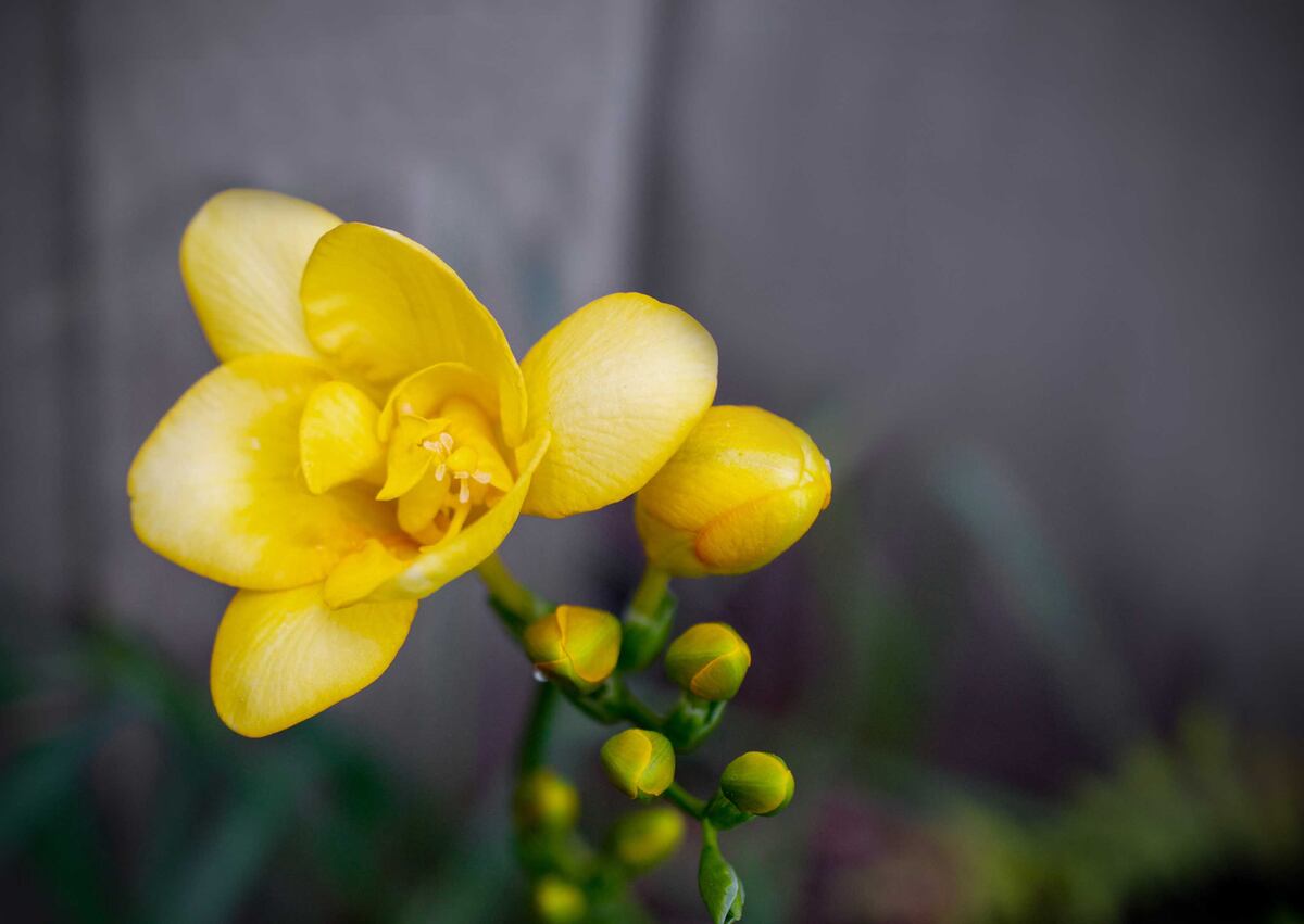 Si te ocupás ahora de plantar bulbosas, a fines de este invierno o a comienzos de primavera tendrás la gratificación de verlas florecer.