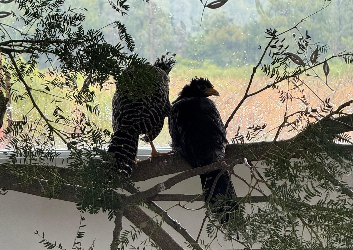 Trasladaron a cinco aves muitú nacidas en Córdoba al Gran Parque Iberá de Corrientes. (Municipalidad de Córdoba)