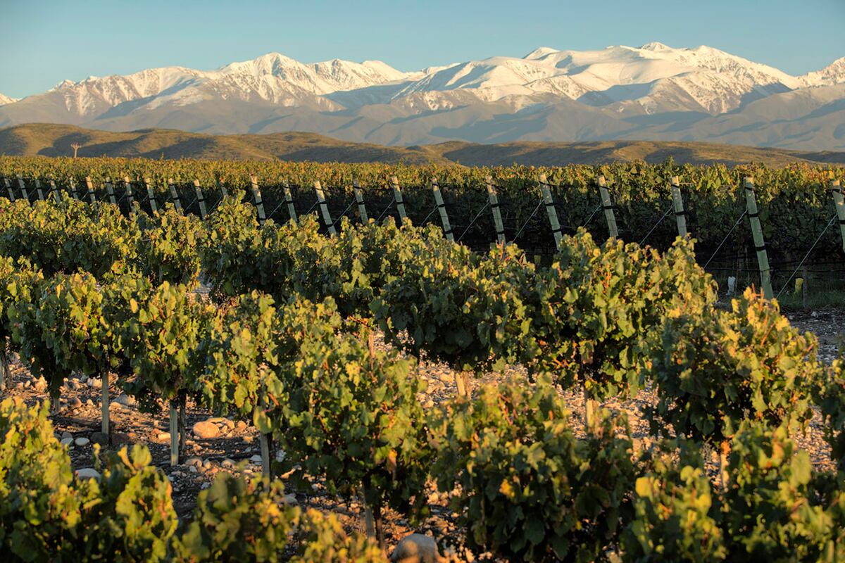 Los viñedos de Doña Paula en Gualtallary son con el sistema de poda bush vines y dan origen al vino icono de la bodega. (Javier Ferreyra / La Voz)