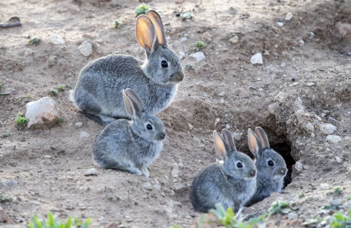 Conejos invasores en la Patagonia: alerta por una posible plaga que amenaza Bariloche y Río Negro