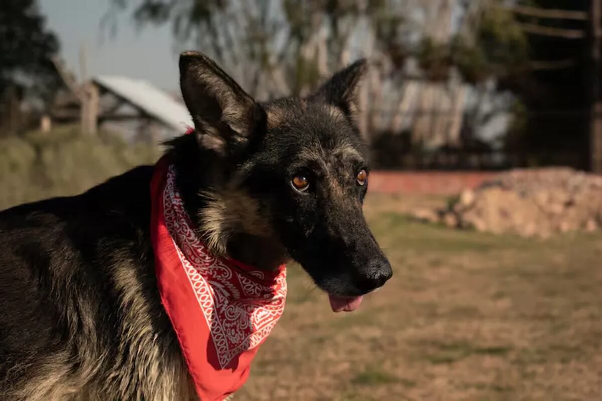 El perro se recuperó.
