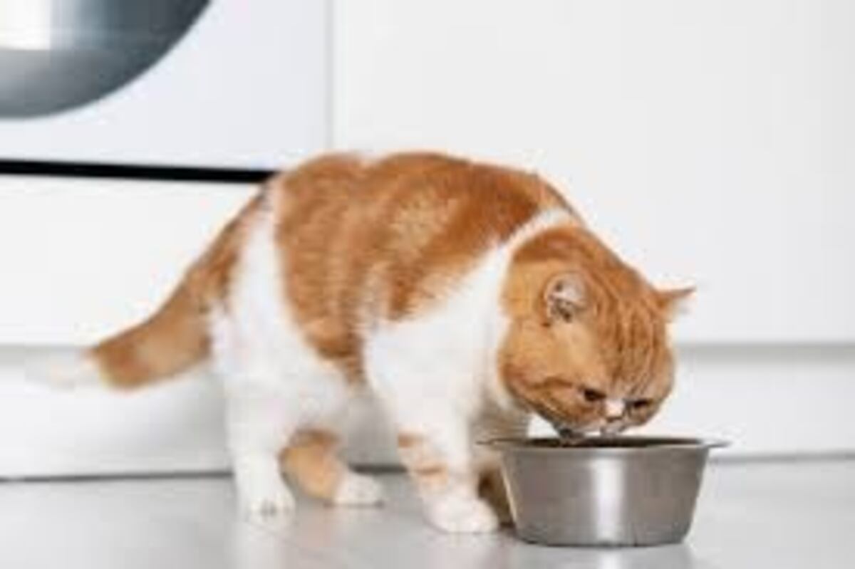 Atún para gatos: ¿es saludable incorporarlo a su dieta y cada cuánto se puede ofrecer?