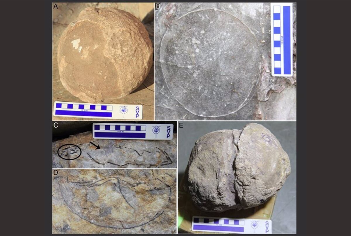 Fotografías de campo de huevos y contornos de huevos que muestran diversas características. - (DHIMAN ET AL./PLOS ONE)